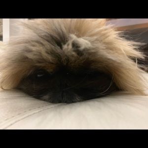 Meet your Posher, Zoey